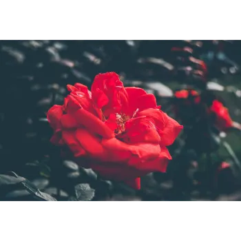 Organic Red Rose